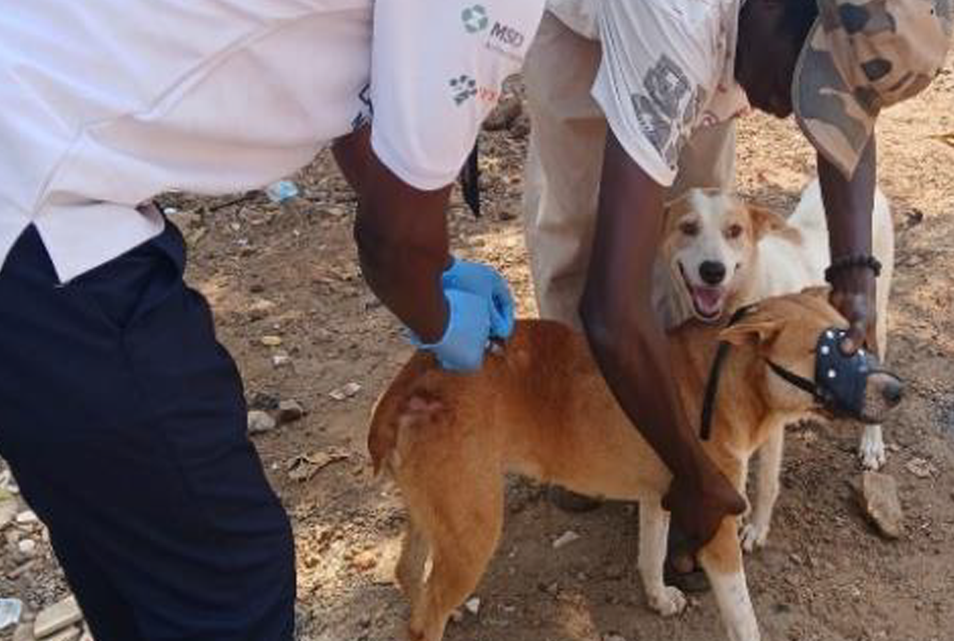 Guinea-takes-major-step-towards-ending-rabies-5 Guinea takes a major step towards ending rabies
